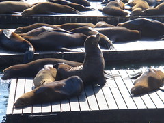 Sea Lions