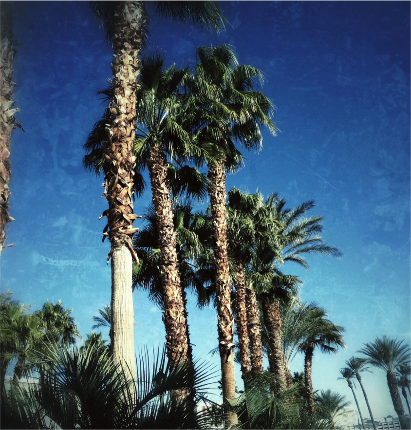 Las Vegas Palm Trees